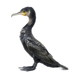 Cormorant, Isolated Transparent Background Images