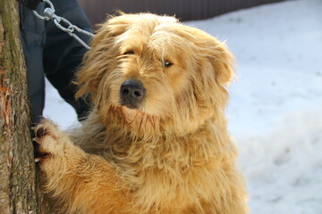 portrait of a retriever
