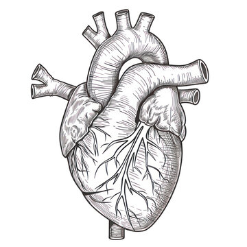 human heart anatomy model isolated on white