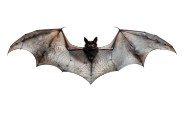 Bat Border Frame Isolated On transparent