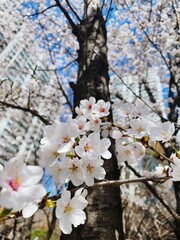 도시에 활짝 핀 벚꽃