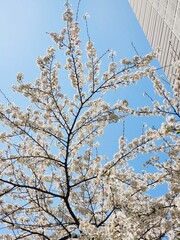 도시에 활짝 핀 벚꽃