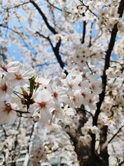 도시에 활짝 핀 벚꽃