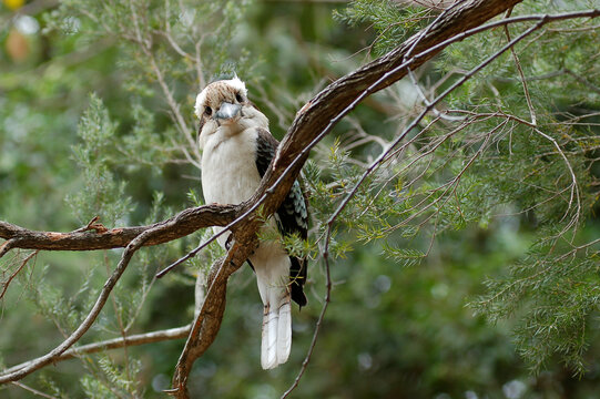 Martin-chasseur/kookaburra/Dacelo appelé laughing kookaburra