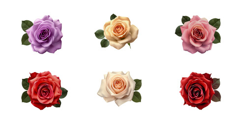 set of roses isolated