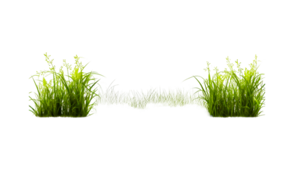 green grass isolated on white