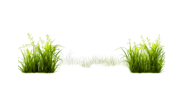green grass isolated on white