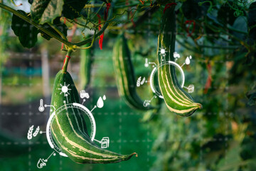 Maximize organic vegetable productivity with virtual analysis screenshots, optimizing crop...