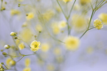 白バックの黄色いカスミソウの花