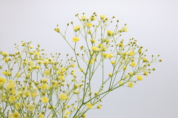 白バックの黄色いカスミソウの花