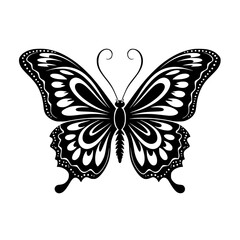 butterfly on white background