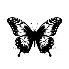 butterfly on white background