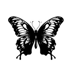 butterfly illustration