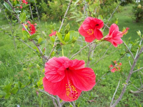 Red hibiscus flower on blurred background with green leaves in nature, Side Antalya Turkey