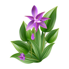 Purple hosta flower. Pink buds of an exotic plant, green bush with large wide, striped leaves. Garden plant for landscape decoration with bright, colorful flowers hosta. Vector illustration 3d.