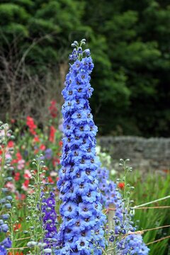 Closeup of a blue Candle Larkspur flower spike, Derbyshire England
