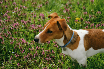 A charming red and white Jack Russell Terrier puppy stands in the green grass among wild pink flowers and smiles. The dog walks on a sunny summer day. Portrait view from above.