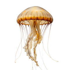  jellyfish on transparent background