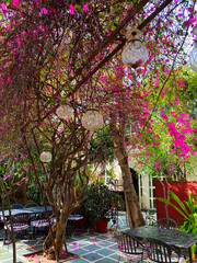 pink bougainvillea flowers with branches all over and glass lamp hanging on it in a resort