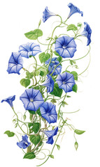 Contrast and Bloom- Morning Glory Sketch: A detailed pencil sketch of a morning glory vine showcases vibrant blue flowers against a striking black and white spray-paint backdrop