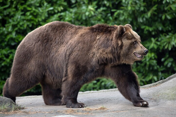 Kamchatka brown bear (Ursus arctos beringianus), also known as the Far Eastern brown bear