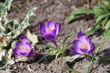 Sweden. Crocus sativus, commonly known as saffron crocus or autumn crocus, is a species of...