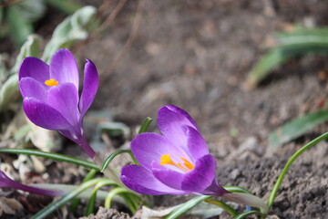 Sweden. Crocus sativus, commonly known as saffron crocus or autumn crocus, is a species of flowering plant in the iris family Iridaceae.  