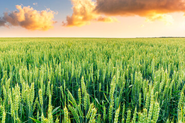 panoramic view at beautiful spring sunset in a green shiny field with green wheat and golden sun...