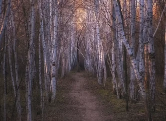 Badkamer foto achterwand Beautiful alley in a birch grove at sunset in spring © Lana Kray