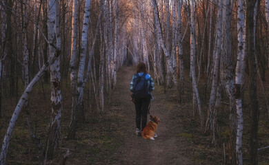 Obraz premium a woman walks with a welsh corgi pembroke dog along a beautiful birch alley in spring