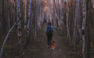 Stof per meter a woman walks with a welsh corgi pembroke dog along a beautiful birch alley in spring © Lana Kray