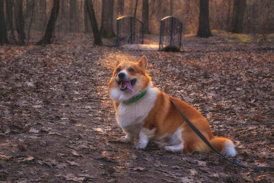 Red Welsh Kogi Pembroke Dog walks in a beautiful autumn park in late autumn