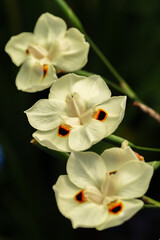 Bunch of Dietes bicolor flowers on dark background