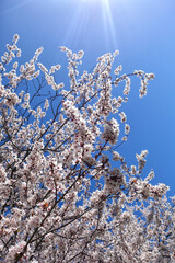 Spring blooming of almond and cherry blossoms called sakura