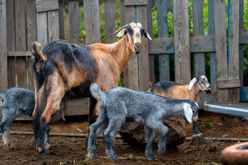 brown goat and some newborn goats playing inside a stable