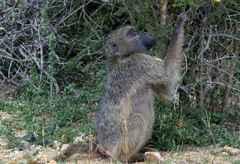 Chacma baboon, one monkey sits and picks a leaf from a tree. Animals natural habitat, wildlife, wild nature background, Kruger National Park, South Africa. Safari in savannah. 