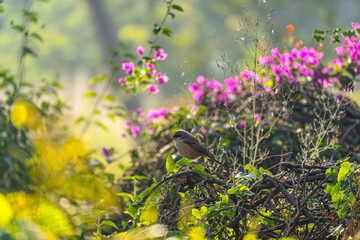 A bird is perched on a branch in a garden with pink flowers