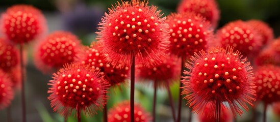 a bunch of red flowers with white dots on them High quality