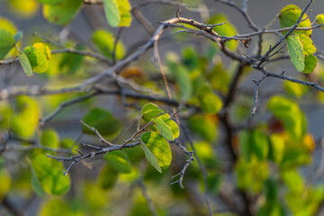 A tree with green leaves and brown branches