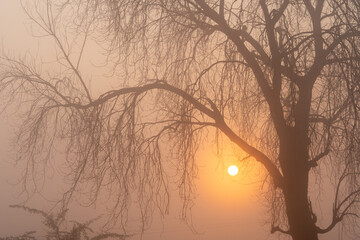 Silhouette of a winter tree with no leaves at colorful sunrise light in the Indian countryside l