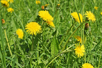 Yellow dandelions grow in a green grass. - 771596522