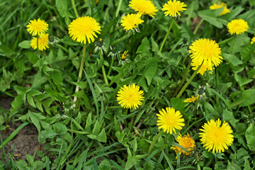 Yellow dandelions grow in a green grass - 771596565