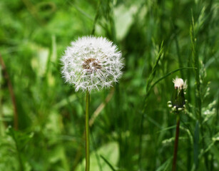 White dandelions on green grass. - 771596571