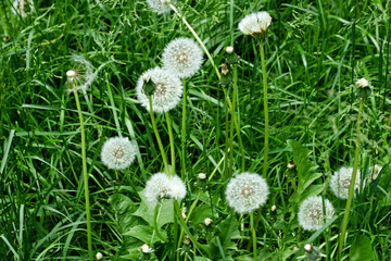 White dandelions in the grass.