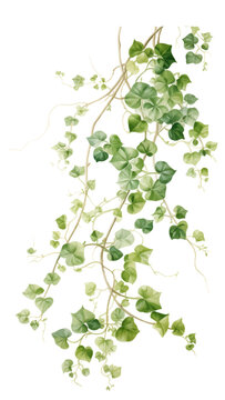 Ethereal Ivy Vines Watercolor: drawing that gracefully captures the delicate ivy vines, featuring detailed green leaves that cascade and intertwine, exuding a serene and lush atmosphere