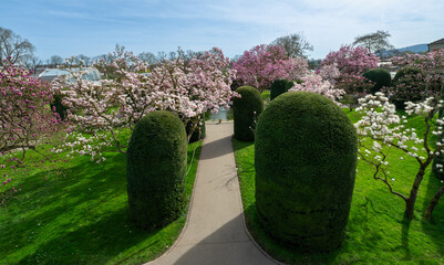 The magnolia blossoms in Wilhelma Stuttgard. Baden Wuerttemberg, Germany, Europe - obrazy, fototapety, plakaty