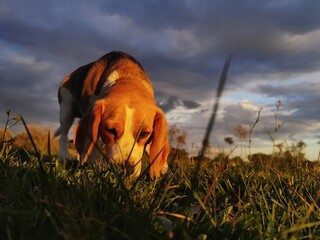 Perro cazador beagle rastreando en el campo al atardecer