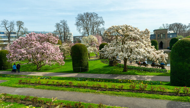 The magnolia blossoms in Wilhelma Stuttgard. Baden Wuerttemberg, Germany, Europe