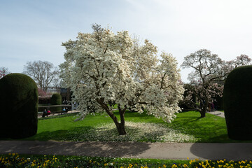 The magnolia blossoms in Wilhelma Stuttgard. Baden Wuerttemberg, Germany, Europe