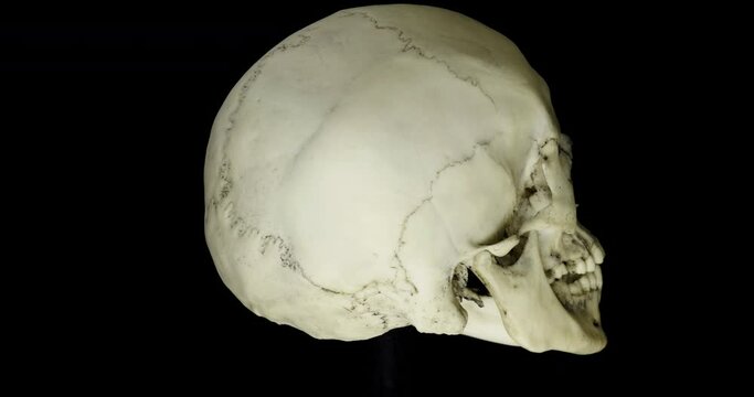 Human skull rotating on a black background. Seamless loop.